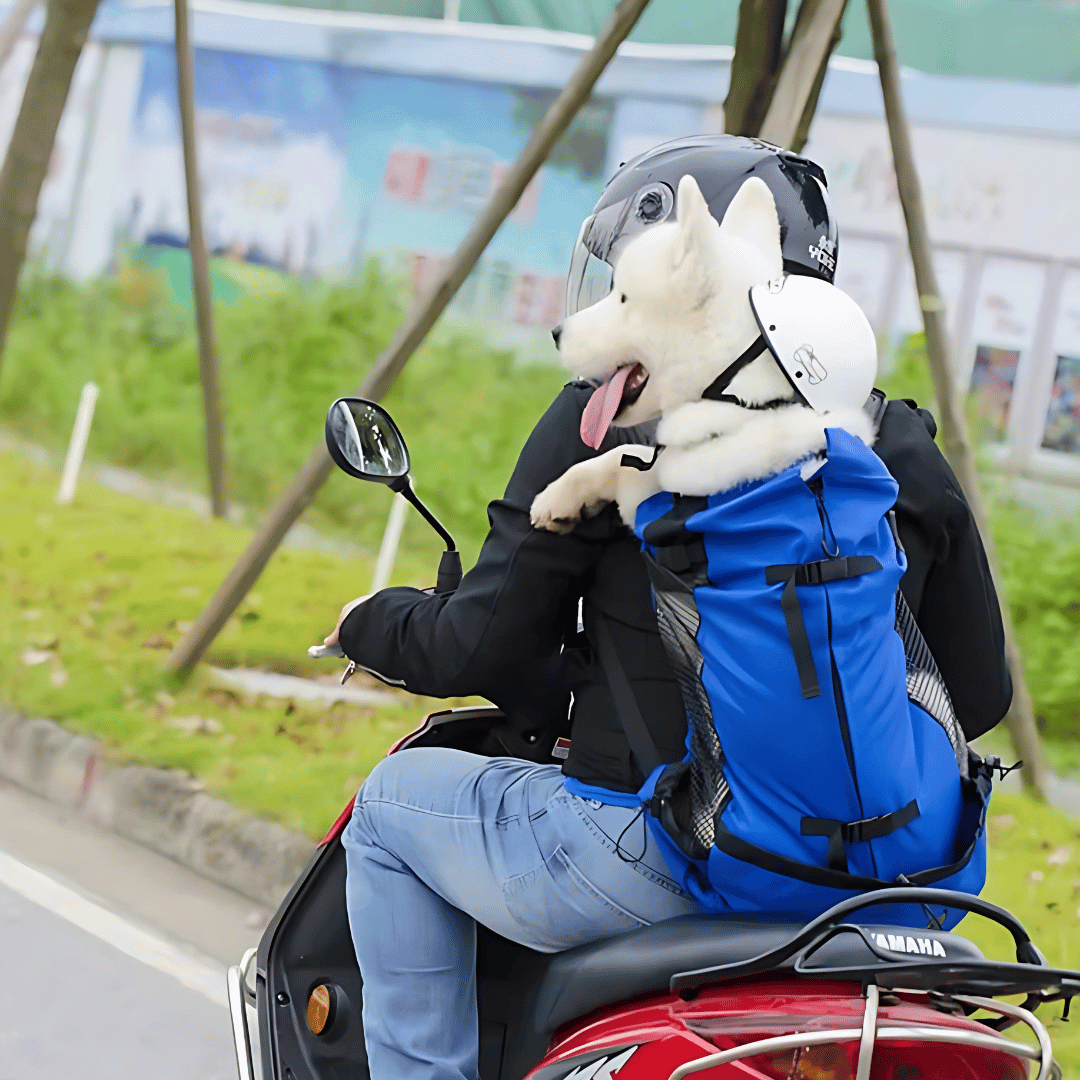 Hiking Dog Gear