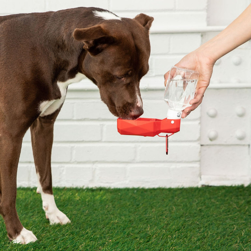 Portable Travel Pet Water Bottle – Foldout Bowl for On-the-Go Hydration