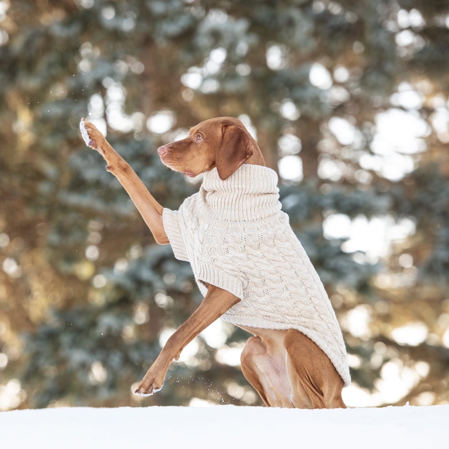 Chunky Knit Dog Sweater – Cozy & Stylish for All Seasons