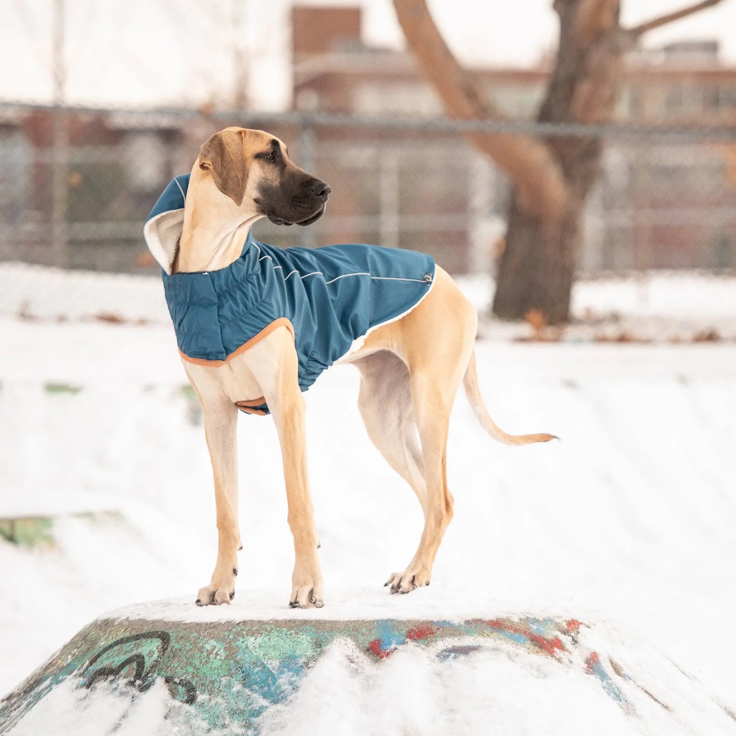 Insulated Waterproof Dog Raincoat – Elasto-Fit Design with Sherpa Lining