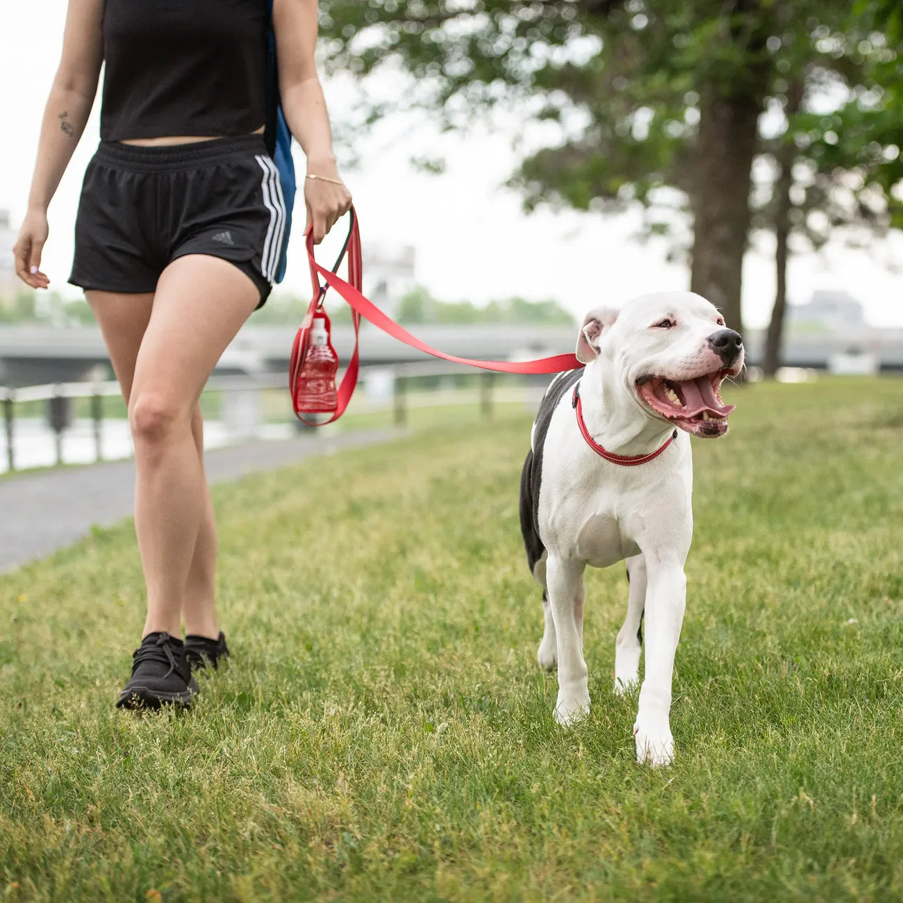 Reflective-Dog-Collar